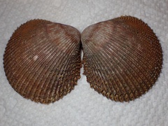 Dallocardia quadragenaria