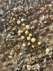 Hemitrichia
