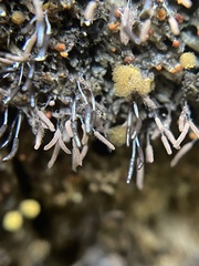 Hemitrichia