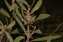 Hakea incrassata