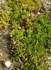 Mesembryanthemum longistylum