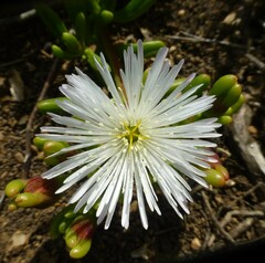 Mesembryanthemum longistylum