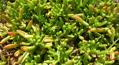 Mesembryanthemum longistylum