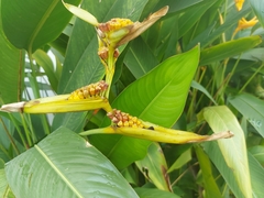 Heliconia latispatha