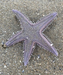 Astropecten armatus