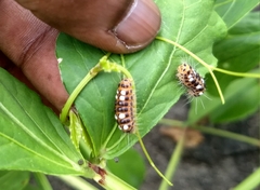 Thyrassia