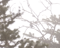 Periparus rubidiventris