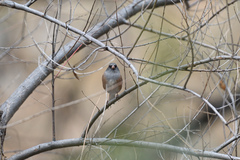 Junco hyemalis mearnsi