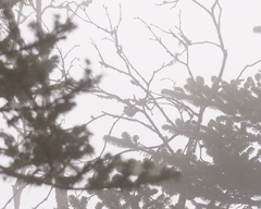 Periparus rubidiventris