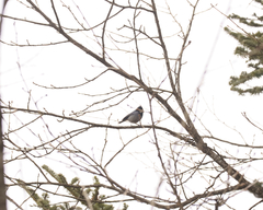 Periparus rubidiventris