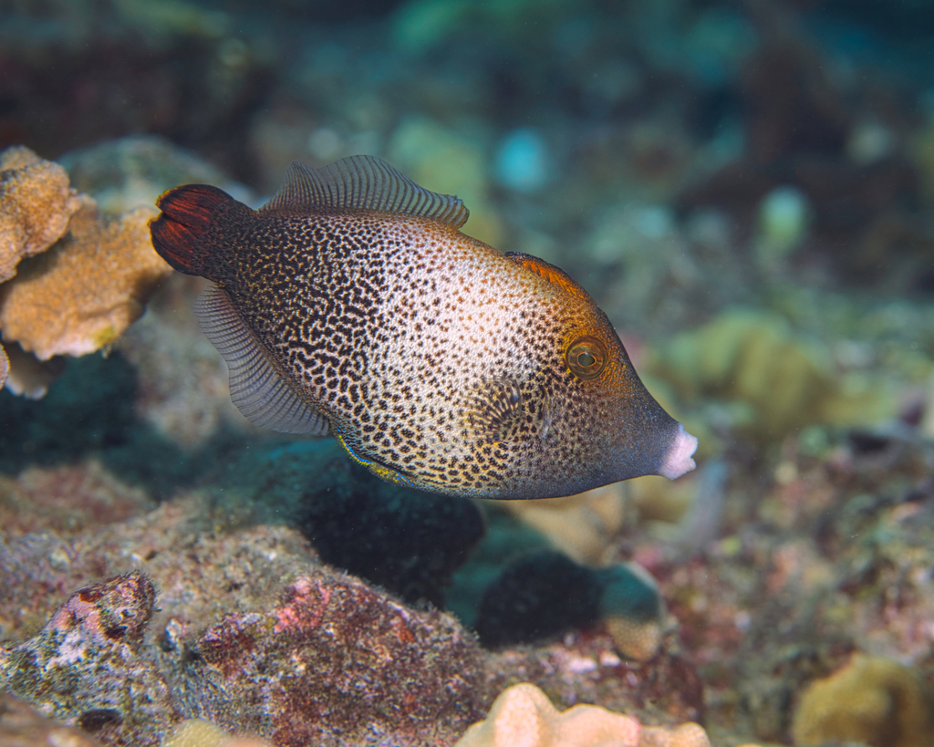 Fantail filefish (Pervagor spilosoma) — Monacanthidae