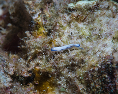 Hypselodoris peasei