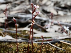 Stylidium pygmaeum