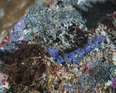 Pteraeolidia semperi