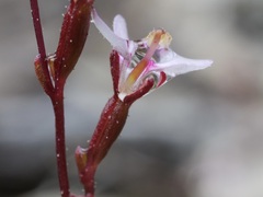 Stylidium pygmaeum
