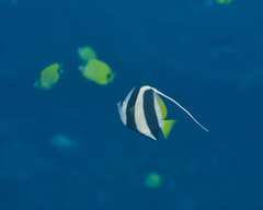 Heniochus diphreutes