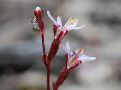 Stylidium pygmaeum