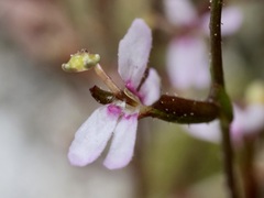 Stylidium pygmaeum