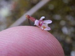 Stylidium pygmaeum