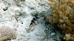 Canthigaster valentini