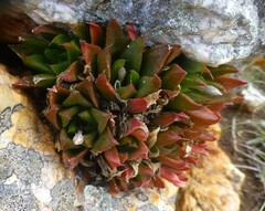 Haworthia turgida