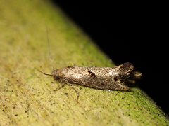 Tinea mochlota