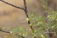 Pimelea microcephala