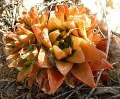 Haworthia turgida