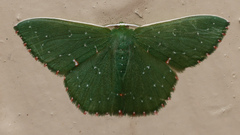 Prasinocyma iosticta