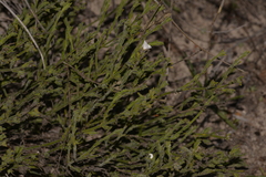 Orianthera spermacocea