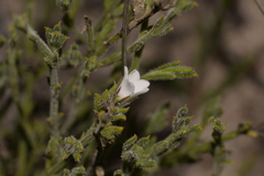 Orianthera spermacocea