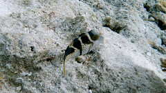 Canthigaster valentini