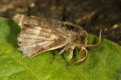 Malacosoma franconicum