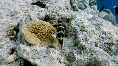 Canthigaster valentini