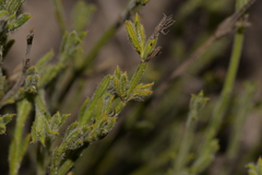 Orianthera spermacocea