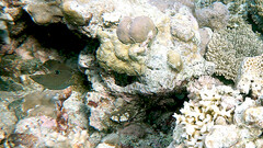Canthigaster papua