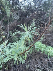 Artemisia palmeri