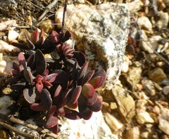 Crassula atropurpurea