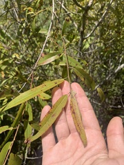 Salix caroliniana