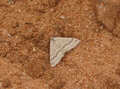 Scopula lydia