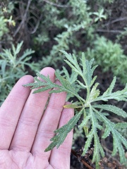 Artemisia palmeri