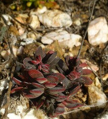 Crassula atropurpurea