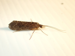 Hydrobiosidae