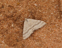 Scopula lydia