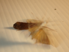 Hydrobiosidae