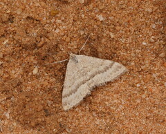 Scopula lydia