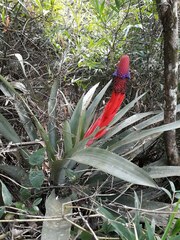 Aechmea rubroaristata