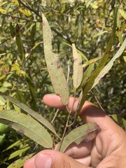 Salix caroliniana