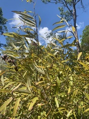 Salix caroliniana