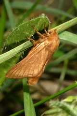 Malacosoma franconicum